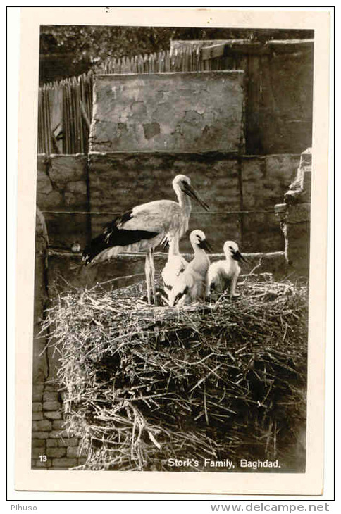 ASIA-278    IRAQ : BAGHDAD : Stork´s Family - Irak