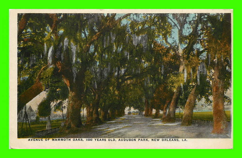 NEW ORLEANS, LA. - AVENUE OF MAMMOTH OAKS - AUDUBON PARK - - New Orleans