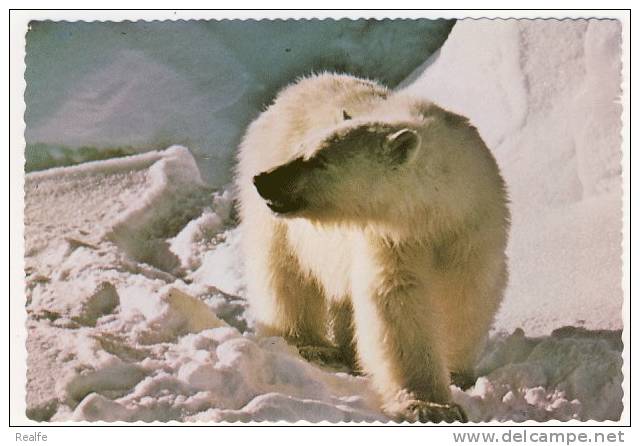 Polar Bear Ours Polaire Alaska - Ours