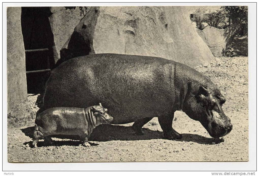 HIPPOPOTAME Et Son Petit  ( Bois De Vincennes ) Comité National De L' Enfance - Hippopotames