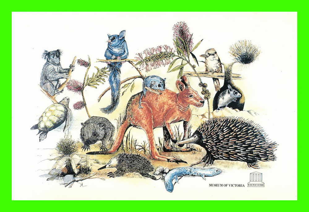 AUSTRALIA - AUSTRALIAN ANIMALS - MUSEUM OF VICTORIA - DIMENSION 12 X 18 Cm - - Autres & Non Classés