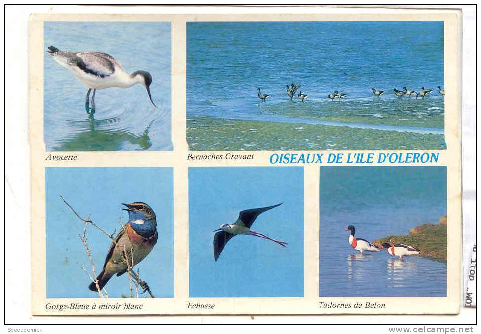 15570 Ile D'oleron , Oiseaux De L'ile . 606 Photo Leroux Aprim Fouras Artaud . Avocette Echasse Tadornes Bernaches Gorge - Oiseaux