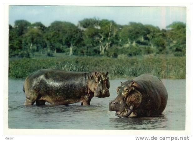 Faune Africaine Hippopotames CPSM Non Circulé BE - Hippopotames