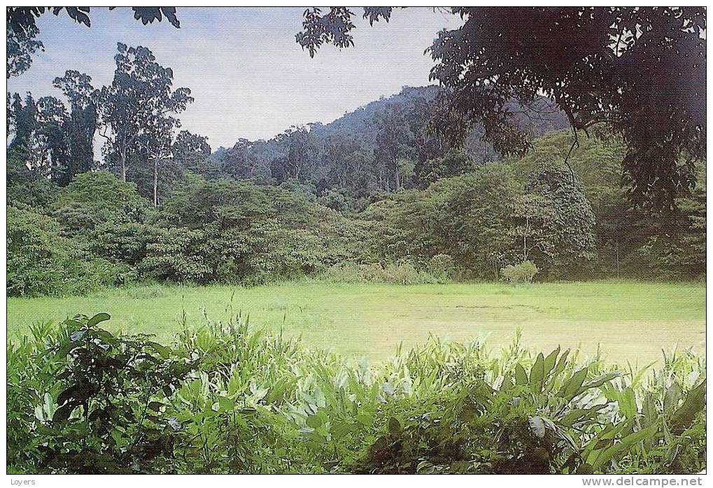 View From Tahan Hide, Kuala Tahan - Malaysia