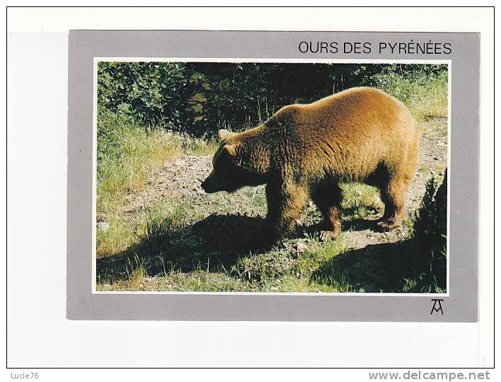 OURS DES PYRENEES -  N°  LM 1353 - Ours
