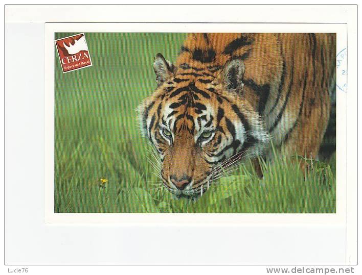 TIGRE De SUMATRA -  Site Zoologique De  CERZA  -  Hermival Les Vaux - Tigres