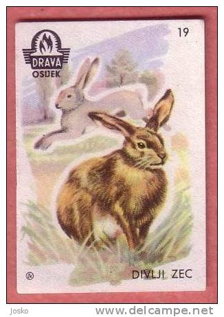 WILD ANIMALS - Hare ( Yugoslavia )* Jackrabbit Jack Rabbit Lièvre Liebre Hase Lepre* Matchbox Label Etiquette Allumettes - Matchbox Labels