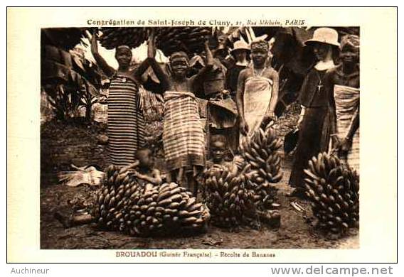 Brouadou (guinée Française) - Récolte De Bananes - Guinée Française