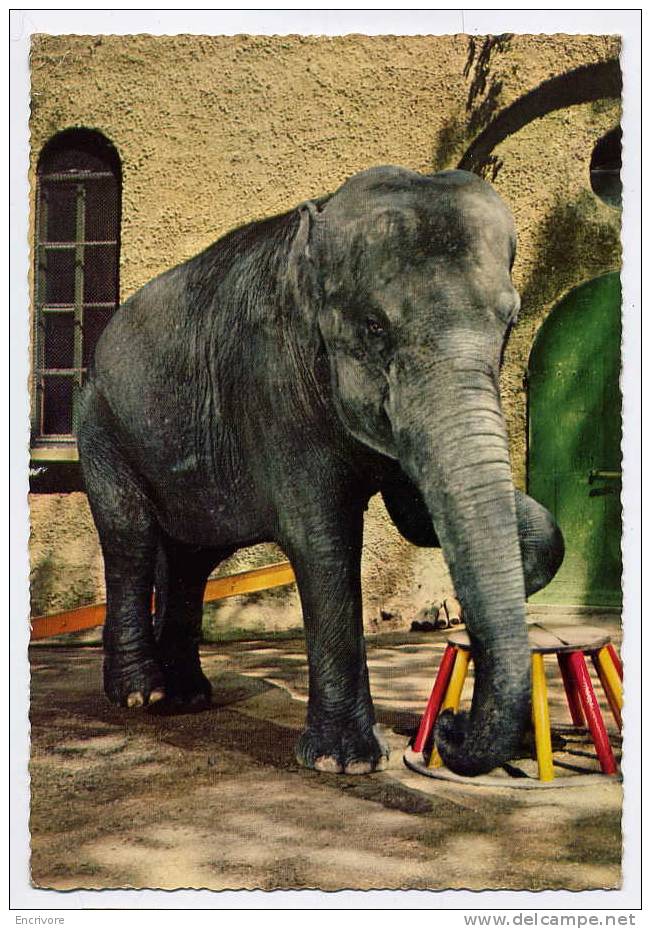 Cpsm ELEPHANT Et Son Tabouret - Elefanten