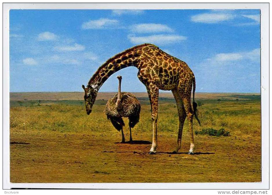 Cpm GIRAFE Afrique De L\´est 354 - Giraffes
