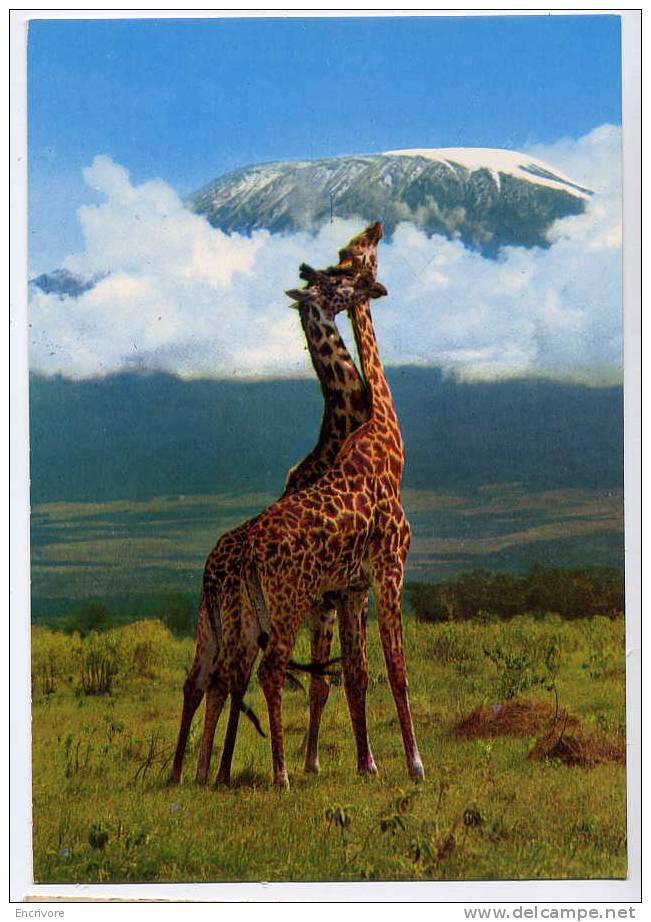 Cpm GIRAFE Afrique De L\´est 4083 - Giraffes