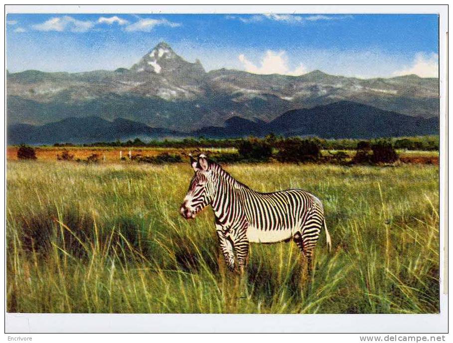 Cpm ZEBRE Afrique 196 - Zebras
