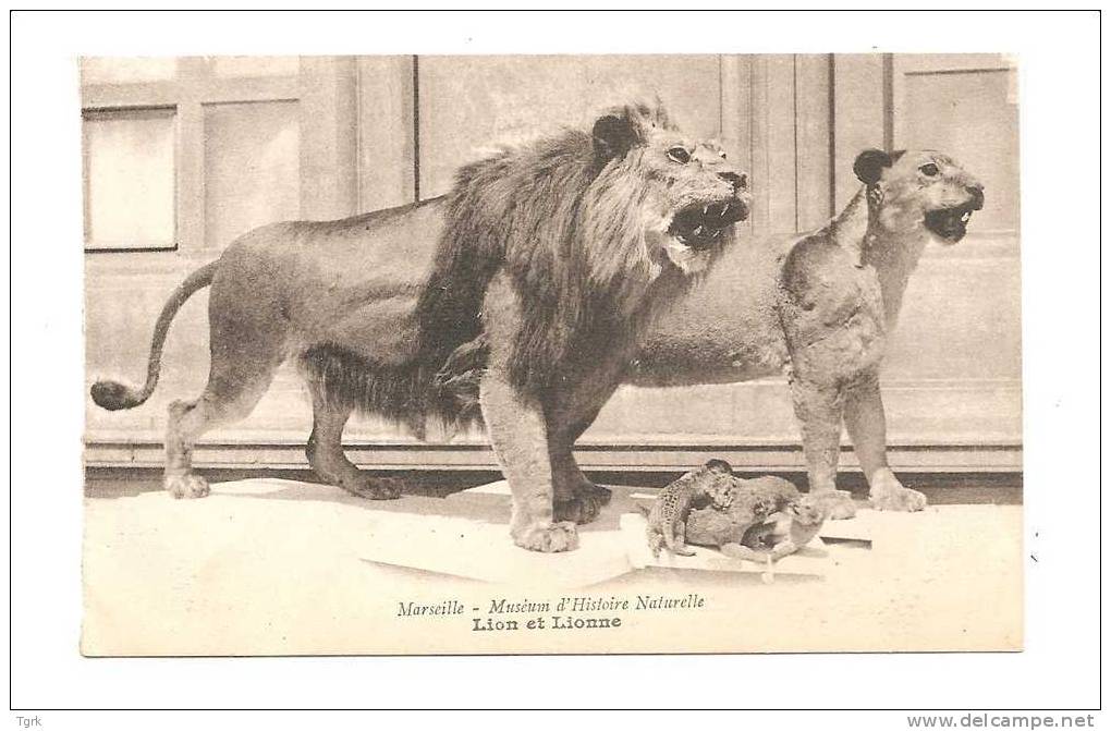 Marseille Muséum D'histoire Naturelle Le Lion Et La Lionne - Musées