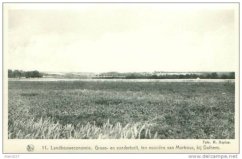 DALHEM - Graan-en Voederteelt, Ten Noorden Van Mortroux (Ern. Thill, Brussel, N° 11) - Dalhem