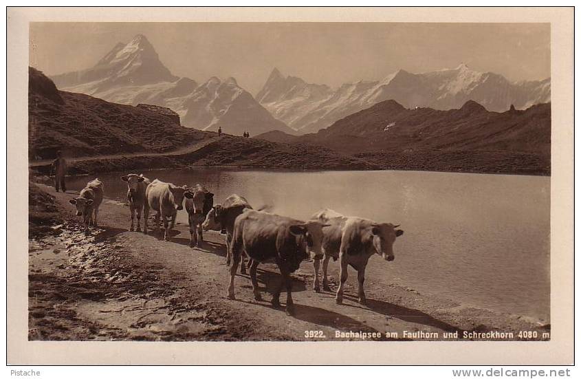 Suisse - Bachalpsee Faulhorn Schreckhorn - Vaches Cows - Photo Véritable - Neuve - Autres & Non Classés