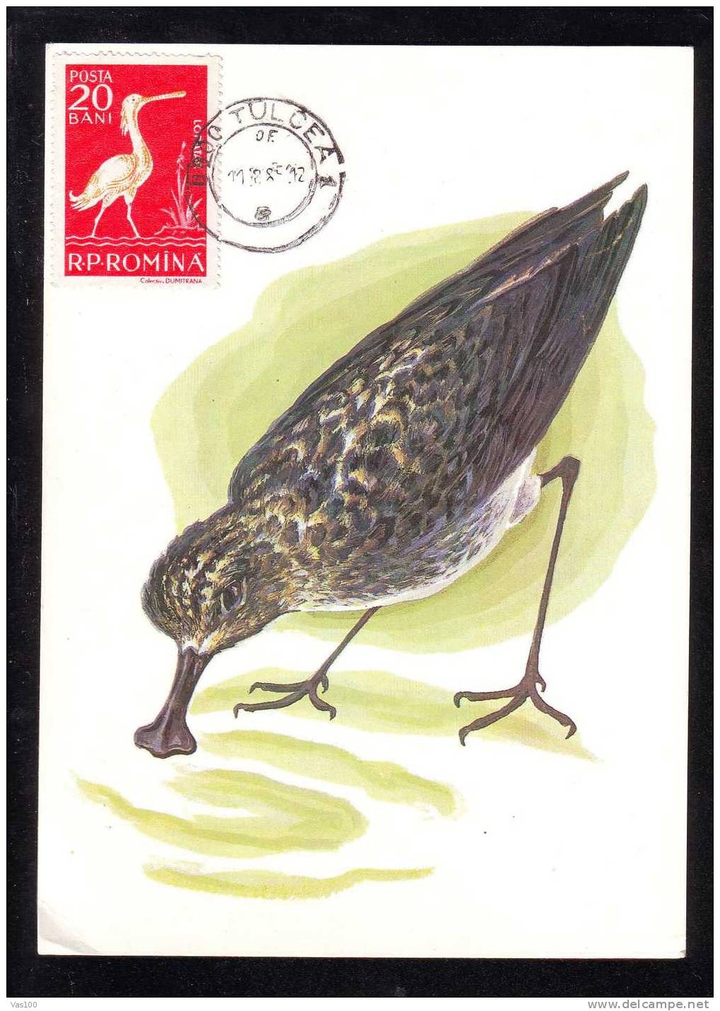 Romania Oiseau Flammant LOPATAR,carte Maximum 1985 Flamingo Bird LOPATAR Maxicard - Cigognes & échassiers