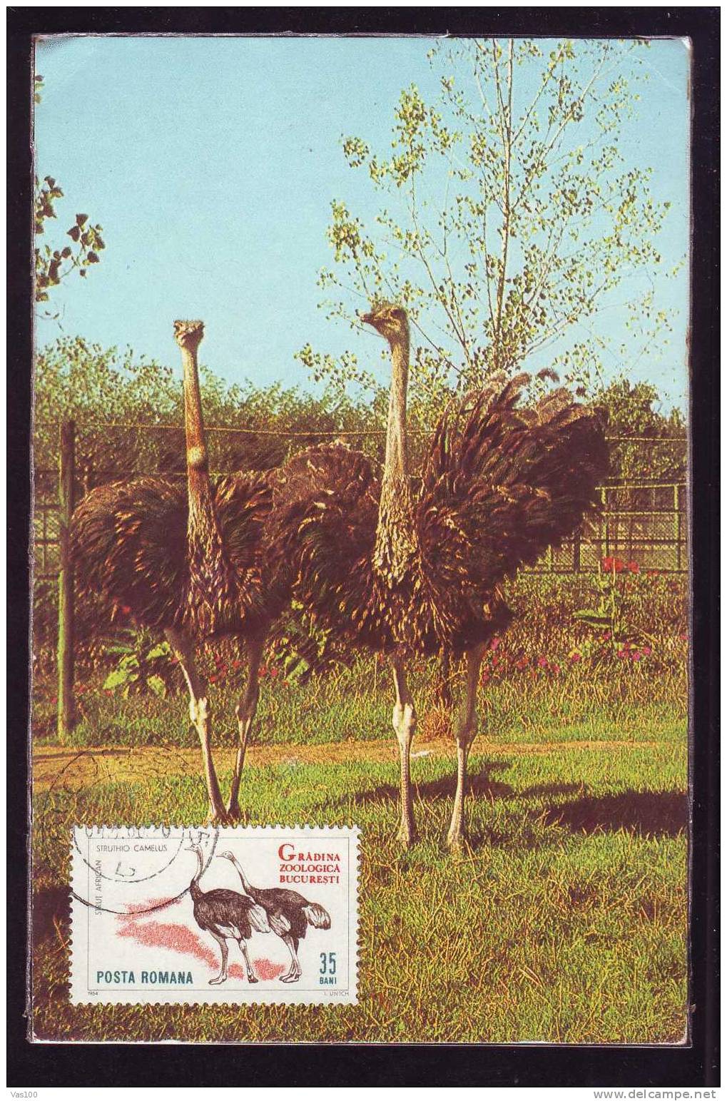 Autruche Oiseau Oiseaux Romania, Rare Carte Maximum 1970!, Ostrich Bird Birds Rare Maxicard - Struisvogels