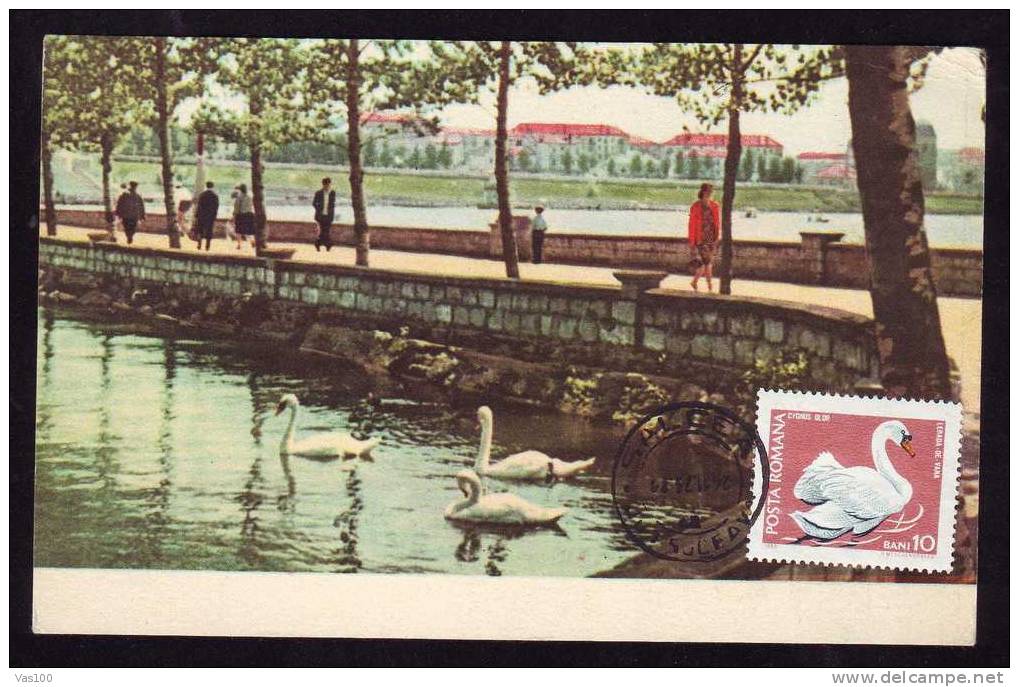 Roumania, Carte Maximum 1974 Cygne Olor - Mute Swan Maximum Card From Romania. - Cygnes