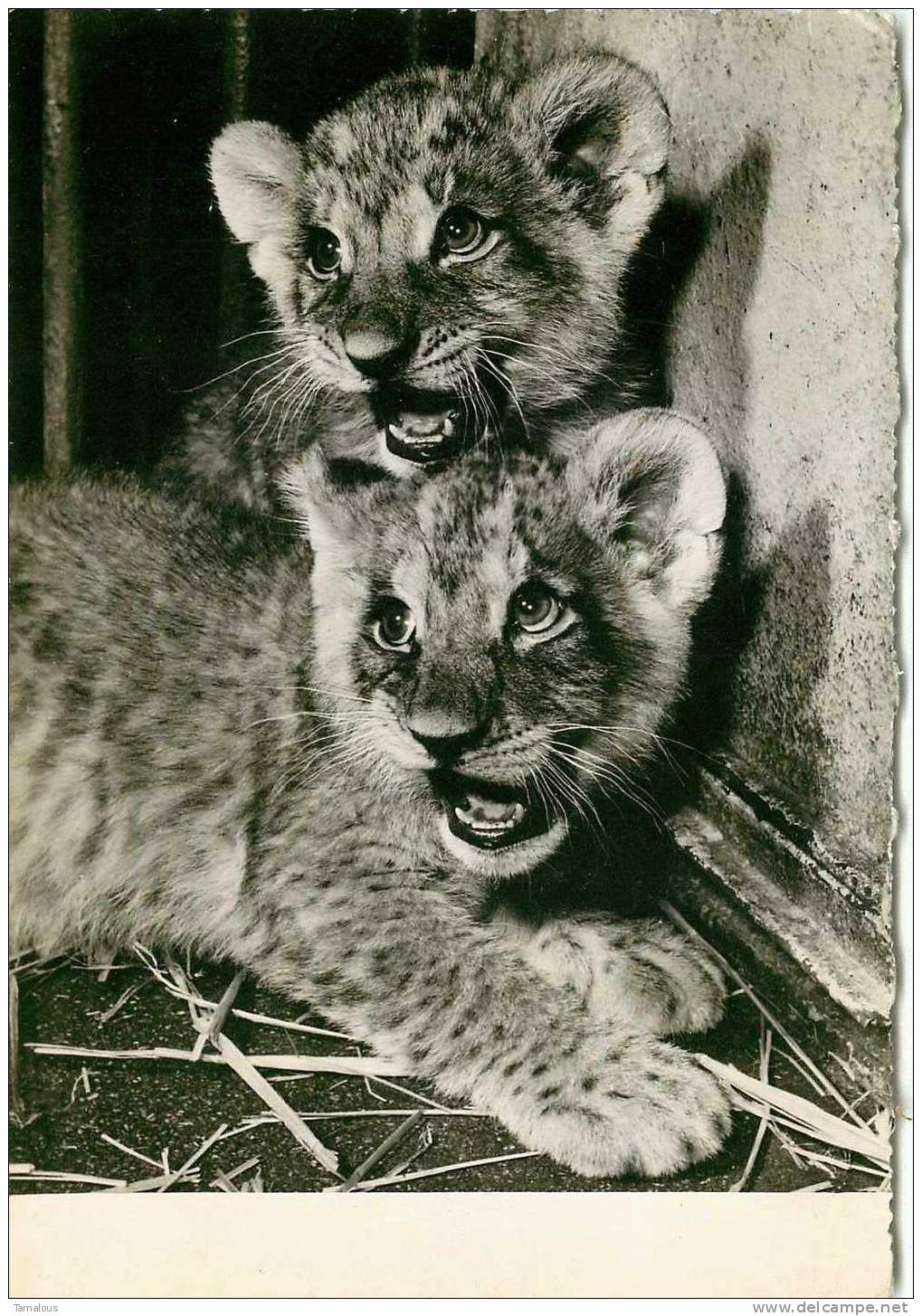 LIONCEAU - BIENNALE PHOTO 1955 Du GRAND PALAIS - Scan Recto-verso - - Lions