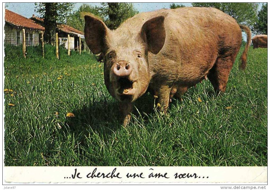 CPM          COCHON           JE CHERCHE UNE AME SOEUR - Pigs