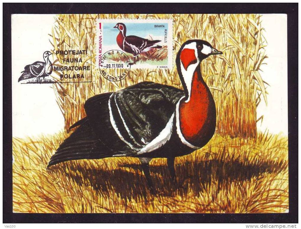 Maximum Card,"Branta Ruficollis",Maxicard BIRD Gasca Cu Catul Rosu 1990, Nice, ROMANIA. - Ganzen