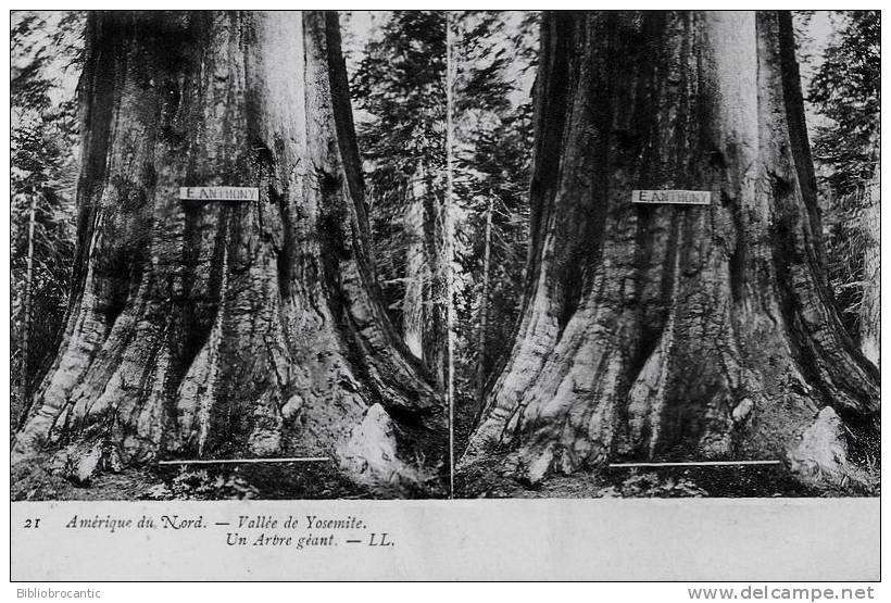 U.S.A. - STEREO POSTCARD - CALIFORNIA - VALLEE DE YOSEMITE - UN ARBRE GEANT - Yosemite