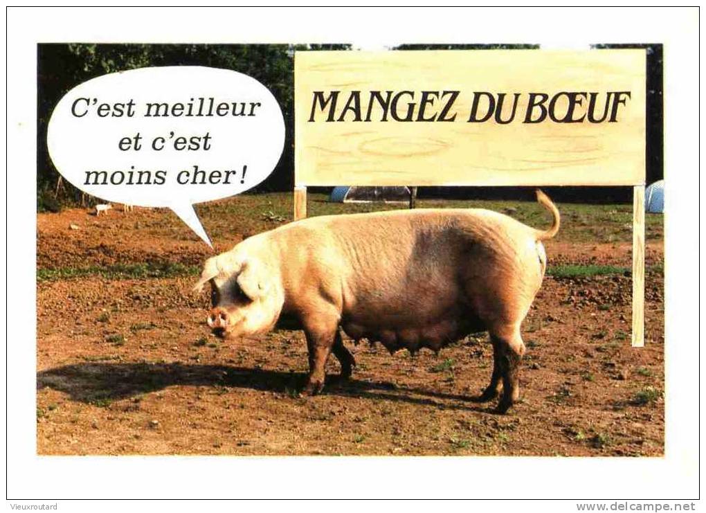 CPSM. COCHON. MANGER DU BOEUF...PHOTO LEGENDE "ALEXANDRE". - Pigs