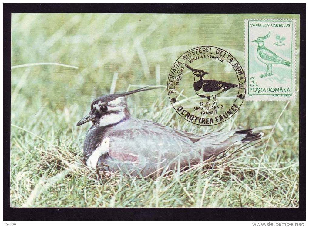 Maximum Card,"Vanellus Vanellus",Maxicard BIRD Nagat 1991, Nice,Romania. - Mouettes
