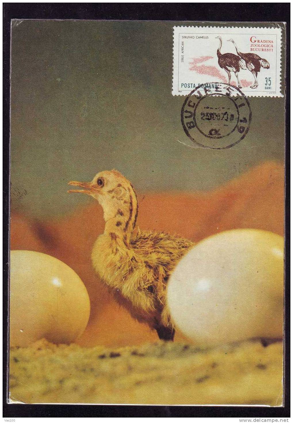 Maximum Card,"Struthio Camelus",Maxicard Eggs And Young Of African Ostrich 1967, Nice,Romania. - Straussen- Und Laufvögel