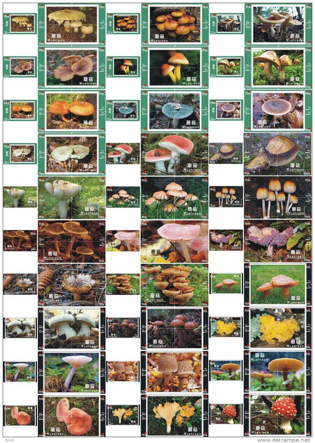 M06177 China Mushroom Puzzle 150pcs - Fleurs