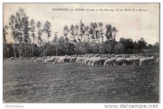 Champigny - Un Pâturage Sur Les Bords De La Rivière :  Achat Immédiat - Champigny
