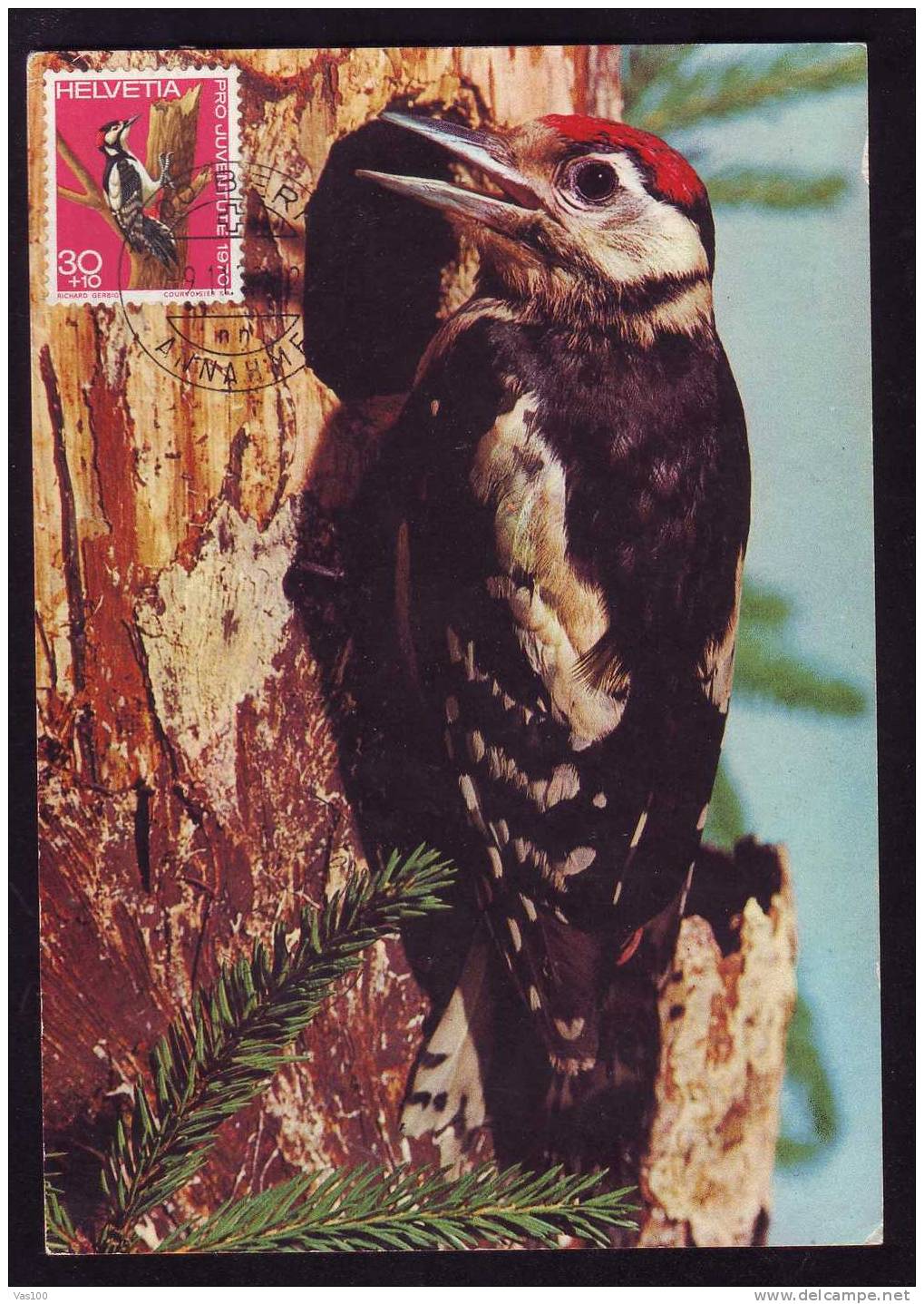 Maximum Card,"Dendrocopos Major",Maxicard BIRD Woodpecker 1970!, Nice, HELVETIA. - Pics & Grimpeurs