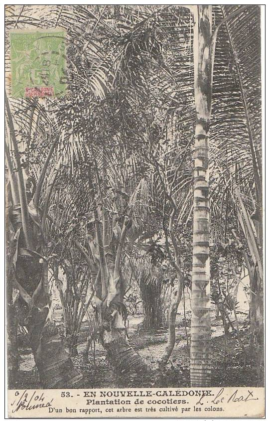 CPA Nouvelle CALEDONIE  CPA  PLANTATION De COCOTIERS Par Les COLONS ARBRE De Bon Rapport Timbre 1904 - Nouvelle Calédonie