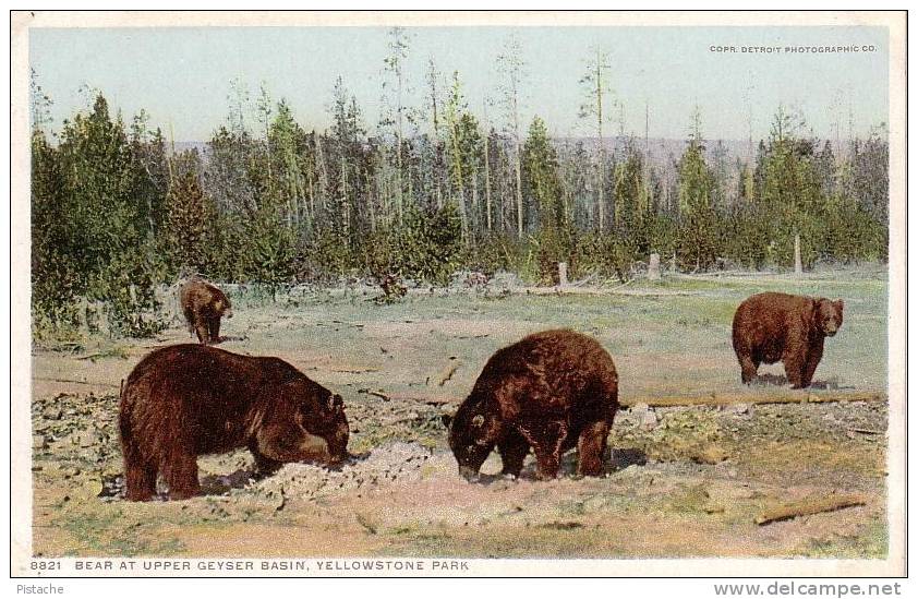 Yellowstone Park 1910s - Bears Ours Geyser Basin - Non Circulée - État : TB - Phostint 8821 - USA National Parks