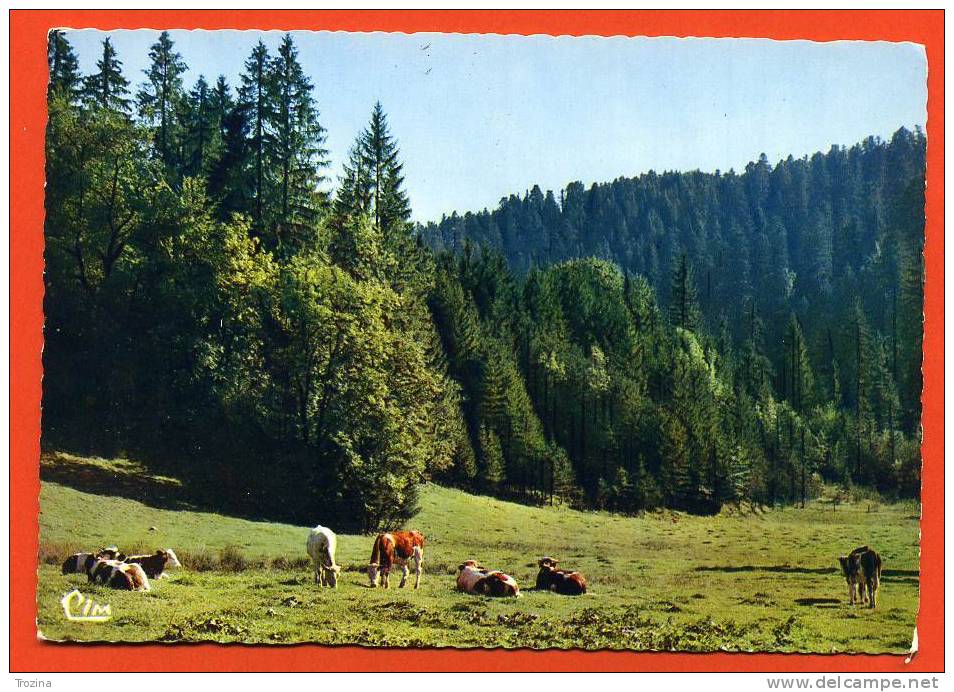 39.paisible Tableau Jurassien. Affranchie De ST. LOTHAIN . Vaches - Other & Unclassified