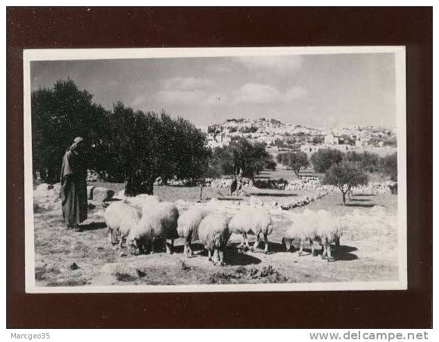 Bethlehem From Shepherd'sfield édit.semerdjianaffranchissement De Jordanie Troupeau De Moutons - Giordania