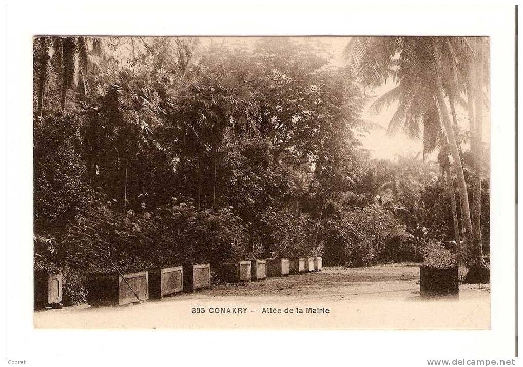 CONAKRY - Allée De La Mairie - Guinée Française