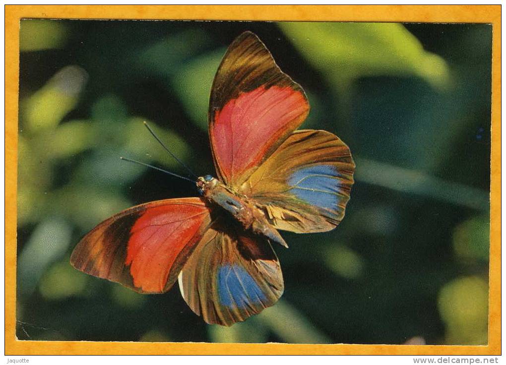 PAPILLON DES TROPIQUES - TROPICAL BUTTERFLY - Agrias Sardanapolus - Circulée En 1967 En R.C.A. - Papillons