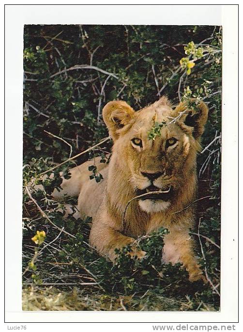 FAUNE AFRICAINE -   LION  -  N°    4299 - Lions