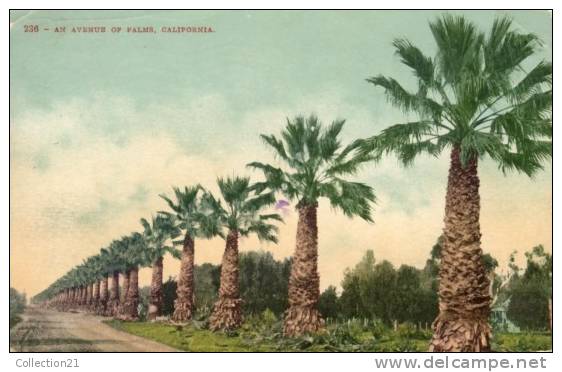 PALM SPRINGS ... AN AVENUE - Palm Springs