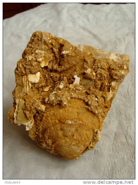 BIVALVE  TRANSFORME EN CALCITE DANS CALCAIRE COQUILLER 8 X 7 CM VILLENEUVE M. - Fossilien