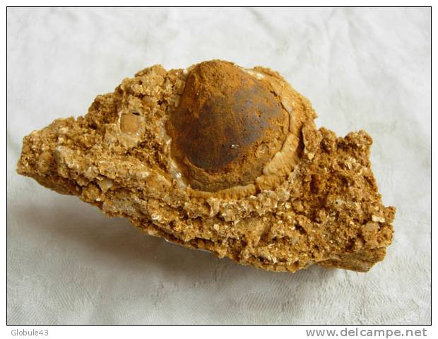 BIVALVE  TRANSFORME EN CALCITE DANS CALCAIRE COQUILLER 11 X 5 CM VILLENEUVE M. - Fósiles