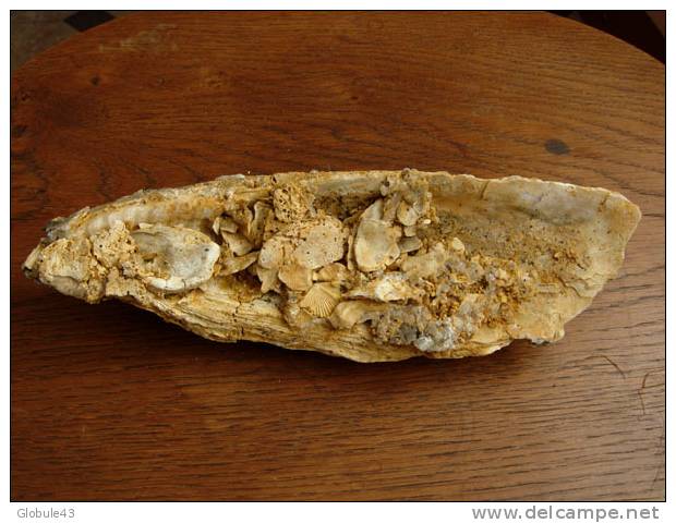 HUITRE FOSSILE  AVEC CALCAIRE COQUILLER 23 X 7 CM Gabarret 32 (avec Pecten Et Calcite) - Fossiles