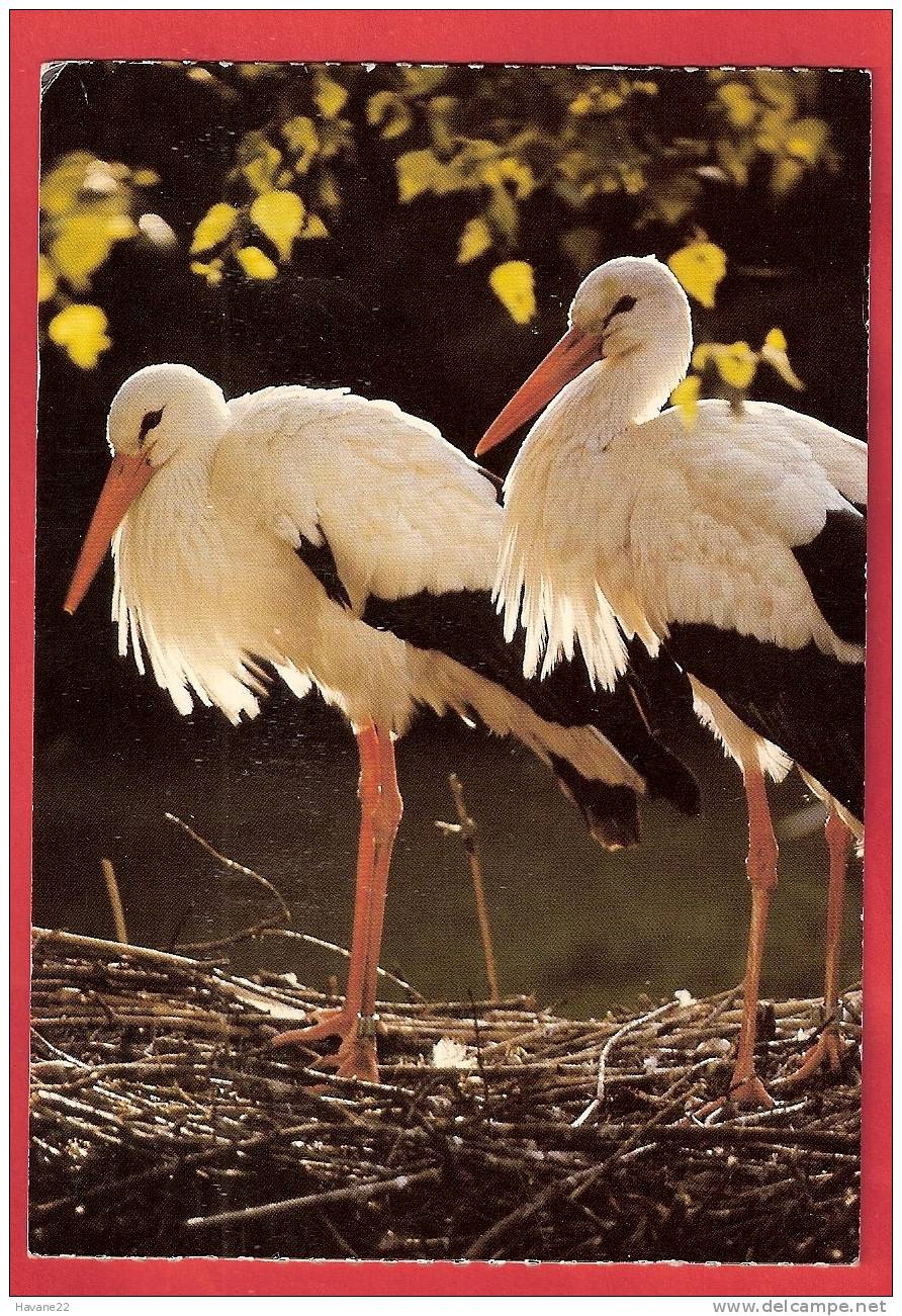 H1392 CICOGNES 1980 2 Scans CACHET CHAMBERY - Oiseaux