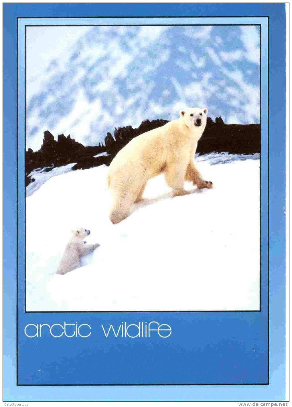 OURS Blanc Et Ourson Weiss Bärr White Bear Card From Norway - Ours