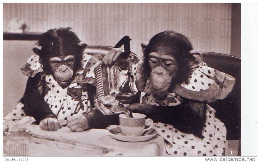 A Singes Superb Monkey Drinking Tea !! PPC Perfect Shape Not Used Scene Brooke Bond  TV Tea Party - Monkeys