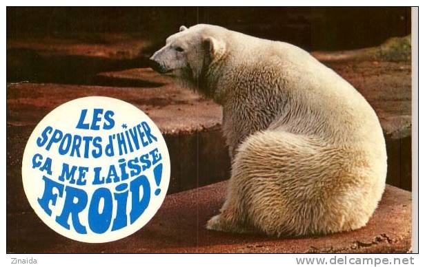 CARTE POSTALE - ANIMAUX HUMORISTIQUES  - L OURS BLANC - Ours