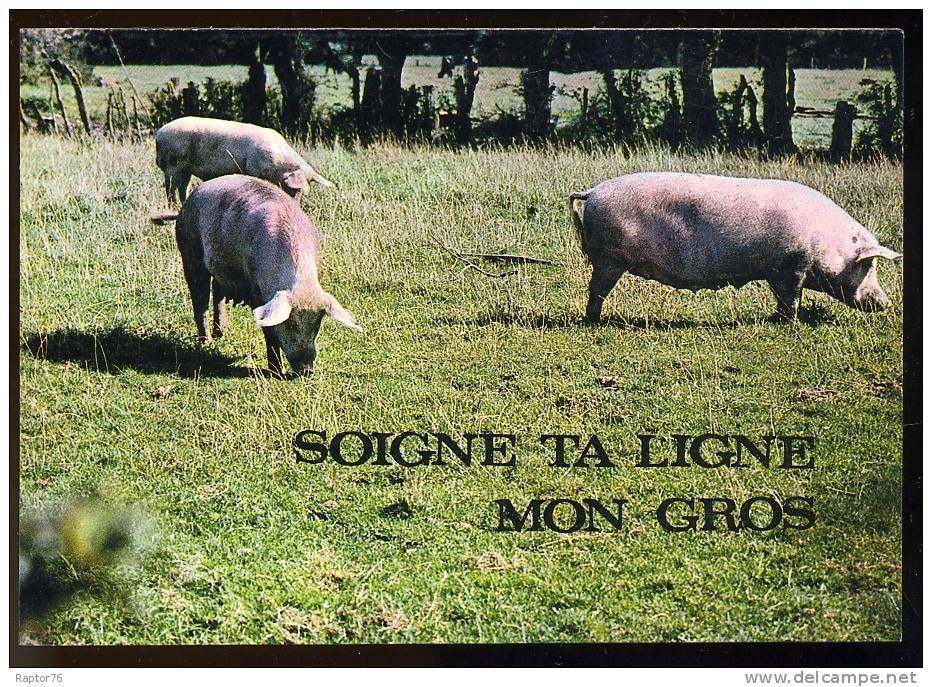 CPM  Humoristique Cochons - Pigs