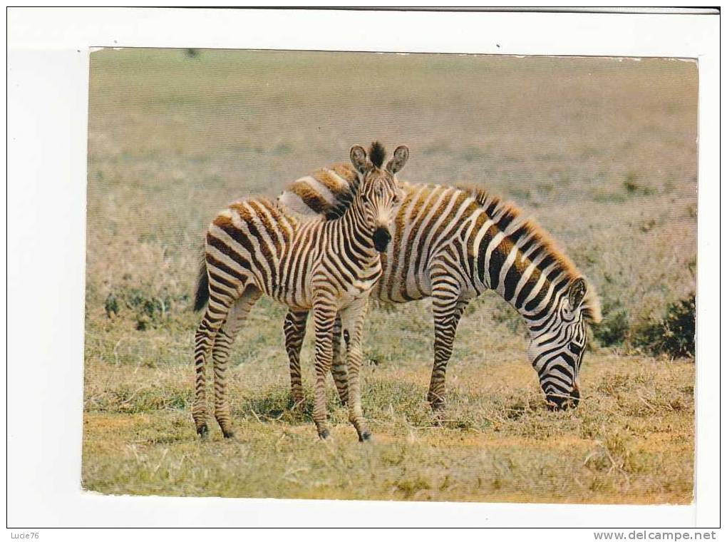 FAUNE AFRICAINE  -   Zébres  - N°  4291 - Zebras