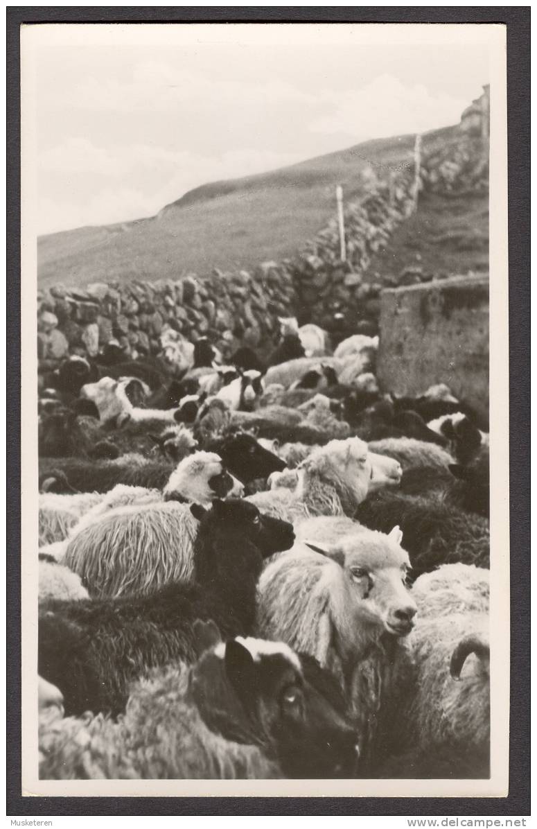 Faroe Islands Seydur á Rætt Herd Of Sheep Mint Real Photo Postcard - Féroé (Iles)